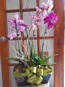 orquideas para regalar a mama